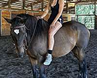 thoroughbred-horse-for-sale