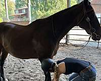 gelding