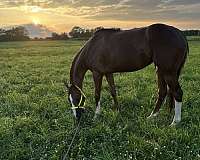 harness-thoroughbred-horse