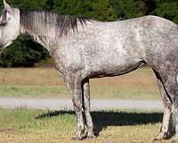 calf-roping-quarter-horse