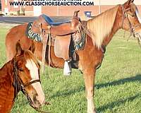 auction-tennessee-walking-horse