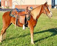 available-tennessee-walking-horse