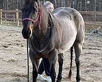 quarter-horse-for-sale