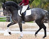 foundation-stallion-andalusian-horse