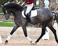 grey-foundation-stallion-horse