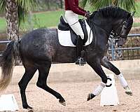 andalusian-horse