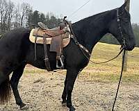 gaited-tennessee-walking-horse