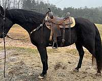 trail-tennessee-walking-horse