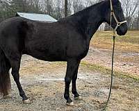 trail-riding-tennessee-walking-horse