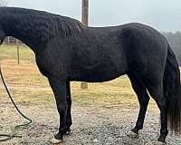 black-tennessee-walking-gelding