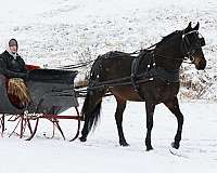 driving-friesian-horse