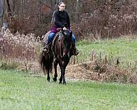 cross-friesian-horse