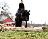 beginner-friesian-horse