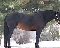 harness-friesian-horse