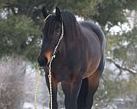 husband-safe-friesian-horse