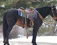 jumping-friesian-horse