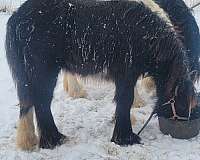 gypsy-vanner-horse-for-sale