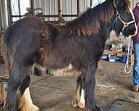 gypsy-vanner-horse