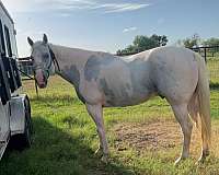 trail-riding-quarter-horse