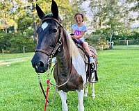 bred-to-draft-horse