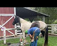 halters-draft-horse