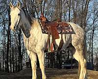 grey-reining-trail-riding-horse