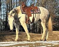 reining-trail-riding-gelding