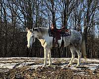 reining-trail-riding-horse