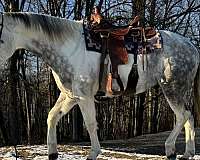 reining-trail-riding