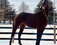 dressage-thoroughbred-horse