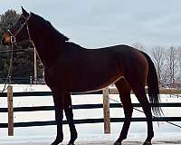 english-pleasure-thoroughbred-horse