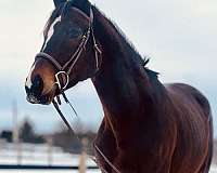 athletic-thoroughbred-horse