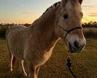 fjord-horse-for-sale