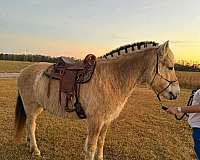 fjord-horse