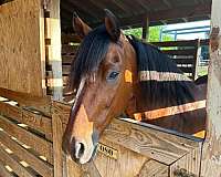 star-snip-no-leg-markings-black-points-genetic-tested-horse