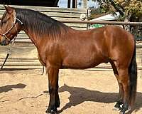 bay-star-snip-no-leg-markings-black-points-genetic-tested-horse