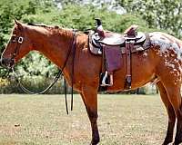 bay-white-blanket-horse