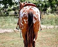 trail-riding-appaloosa-horse