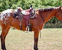 white-blanket-horse