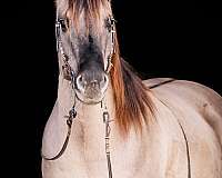 grulla-pe-horse