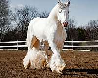 grey-tobiano-pintaloosa-horse