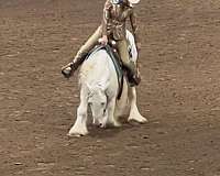 all-around-gypsy-vanner-horse