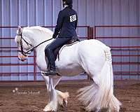 athletic-gypsy-vanner-horse