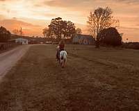 barrel-horse-pony