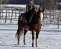 beginner-quarter-horse