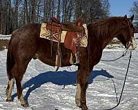 trail-quarter-horse