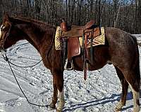 trail-riding-quarter-horse