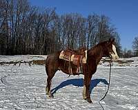 red-roan-quarter-horse-gelding