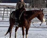 red-roan-beginner-horse