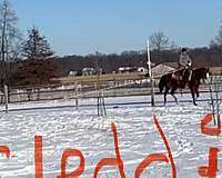 red-roan-lesson-horse